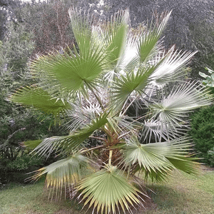 washingtonia filibusta fan palm | hardy | hybrid of robusta and filifera | www.drakenbloedboom.com | fresh palm seeds for sale