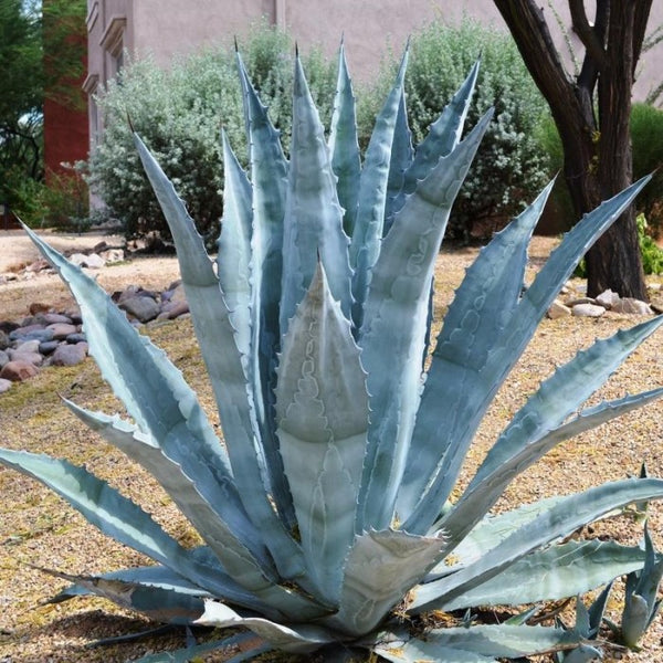 agave welche erde Agave 