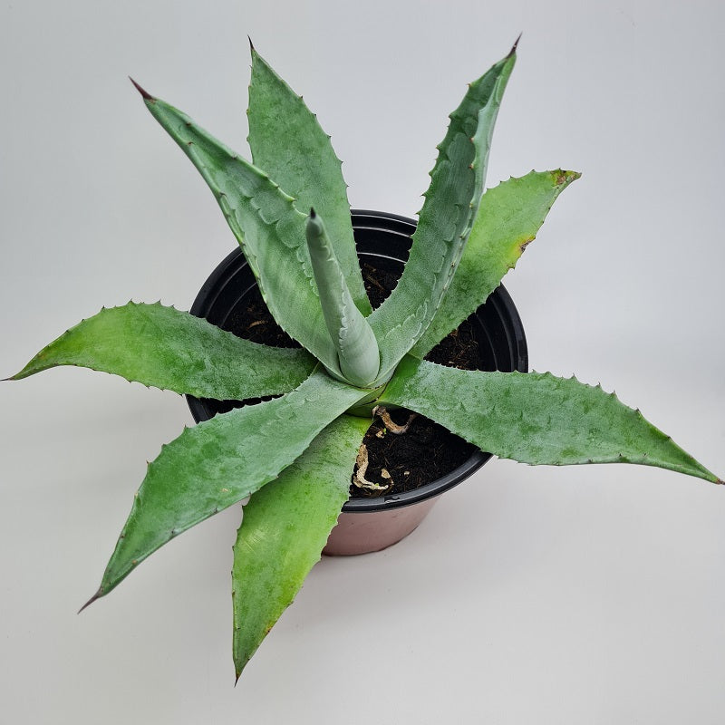 Mooie groene agave plant vanaf de bovenkant gezien