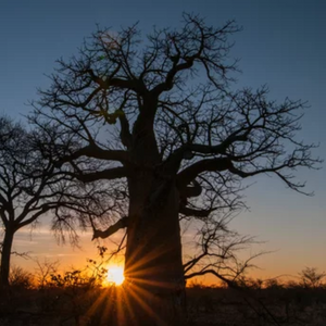 Frische Baobab-Baumsamen (Adansonia Digitata)