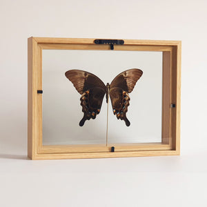 Papilio Perantus Adamantius in lijst