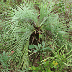 Butia Archeri | dwerg jelly palm | winterharde palmboom | www.drakenbloedboom.com | verse palmzaden te koop