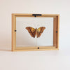 Charaxes Candiope in lijst | opgezette vlinder in lijst | www.drakenbloedboom.com