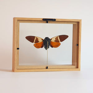 Angamiana Floridula vlinder / cycade in lijst - drakenbloedboom.com