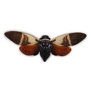 Angamiana Floridula - cycade