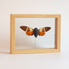 Angamiana Floridula in lijst | opgezette vlinder in lijst | www.drakenbloedboom.com