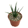 dracaena cinnabari zaailing | ca 10 cm hoog | www.drakenboedboom.com | drakenbloedboom