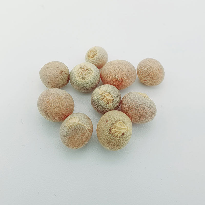 El drago milenario | dracaena draco icod de los vinos | duizendjarige drakenbloedboom | www.drakenbloedboom.com | zaden