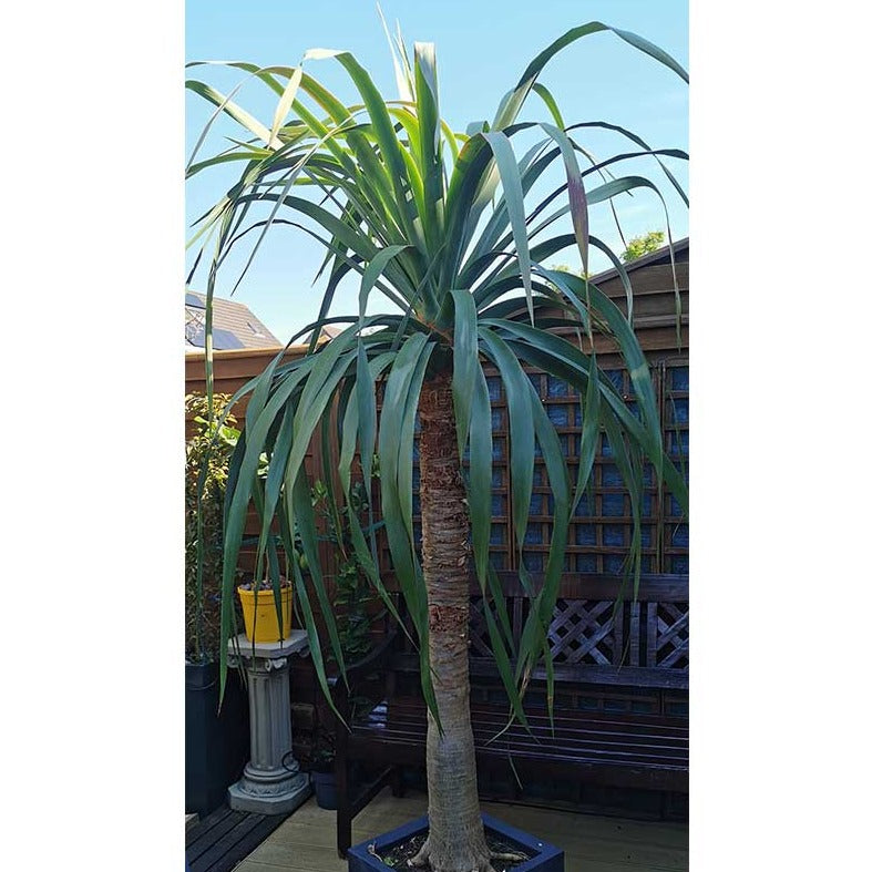 Dit is de  210 cm hoge Drakenbloedboom