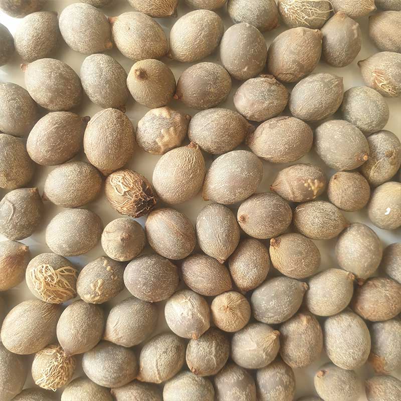 Prachtige bottle palm | 5 Bottle Palm zaden (hyophorbe lagenicaulis) | www.drakenbloedboom.com