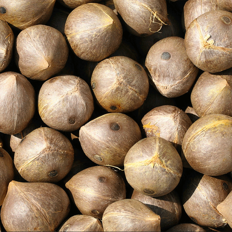 Jubaea Chilensis-palmboom-winterharde palmsoort | www.drakenbloedboom.com | verse palmzaden te koop