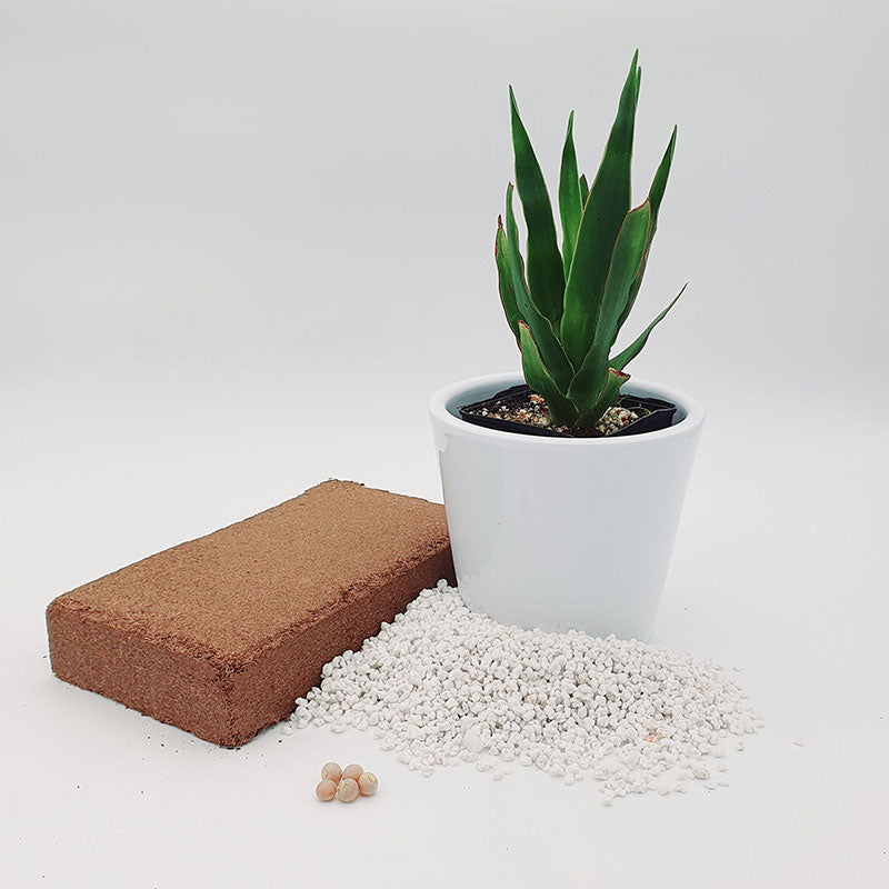 Drakenbloedboom - kokosvezel - perliet - drakenbloedboom zaden - kweken - www.drakenbloedboom.com