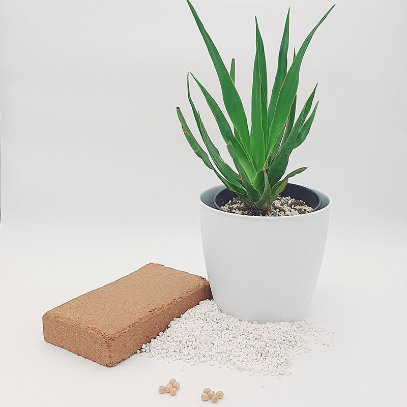 Dracaena draco - Drakenbloedboom 30 - 40 cm - kokosvezel - perliet - drakenbloedboom zaden - kweken - www.drakenbloedboom.com