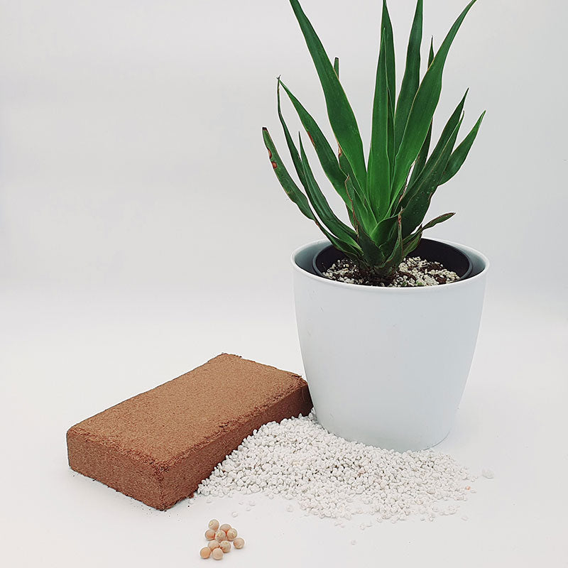 Dracaena draco - Drakenbloedboom 40 - 50 cm - kokosvezel - perliet - drakenbloedboom zaden - kweken - www.drakenbloedboom.com