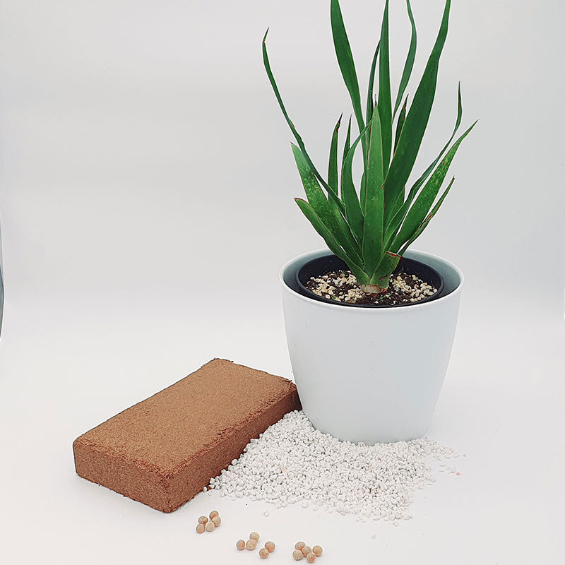 Drakenbloedboom 50 - 60  - Dracaena draco - kokosvezel - perliet - drakenbloedboom zaden - kweken - www.drakenbloedboom.com