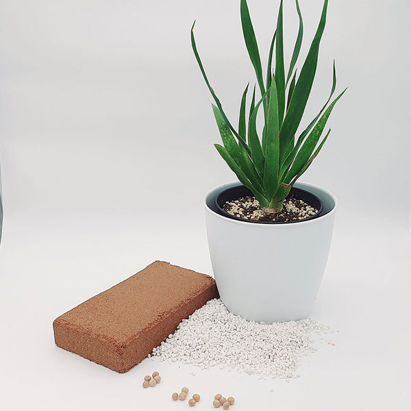 Züchten Sie Ihren eigenen Drachenblutbaum (Dracaena draco)