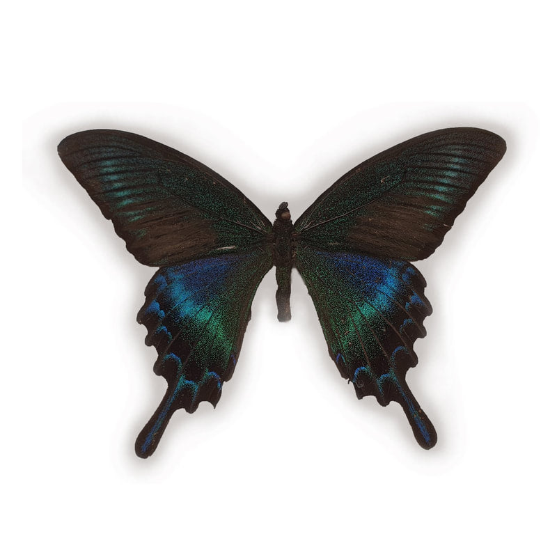 Papilio Maackii Maackii im Rahmen
