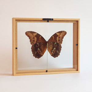 achterkant van de Morpho Didius in lijst | www.drakenbloedboom.com | opgezette insecten en vlinders