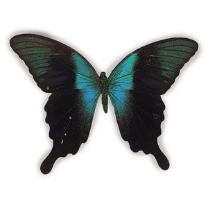 Papilio Perantus Adamantius