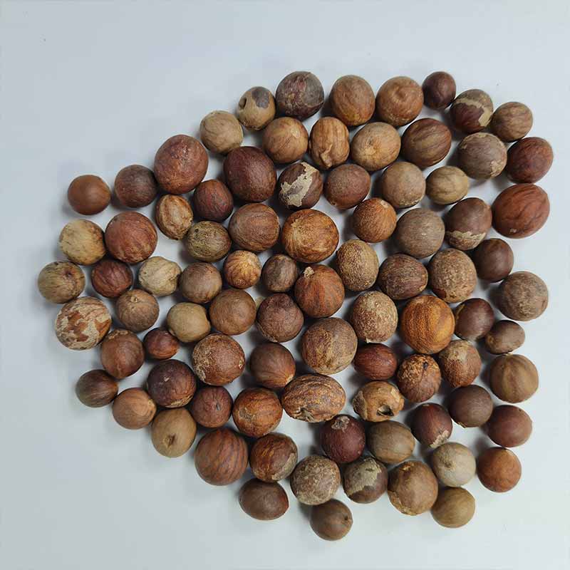 Nannorrhops Ritchieana palmboom en palmzaden