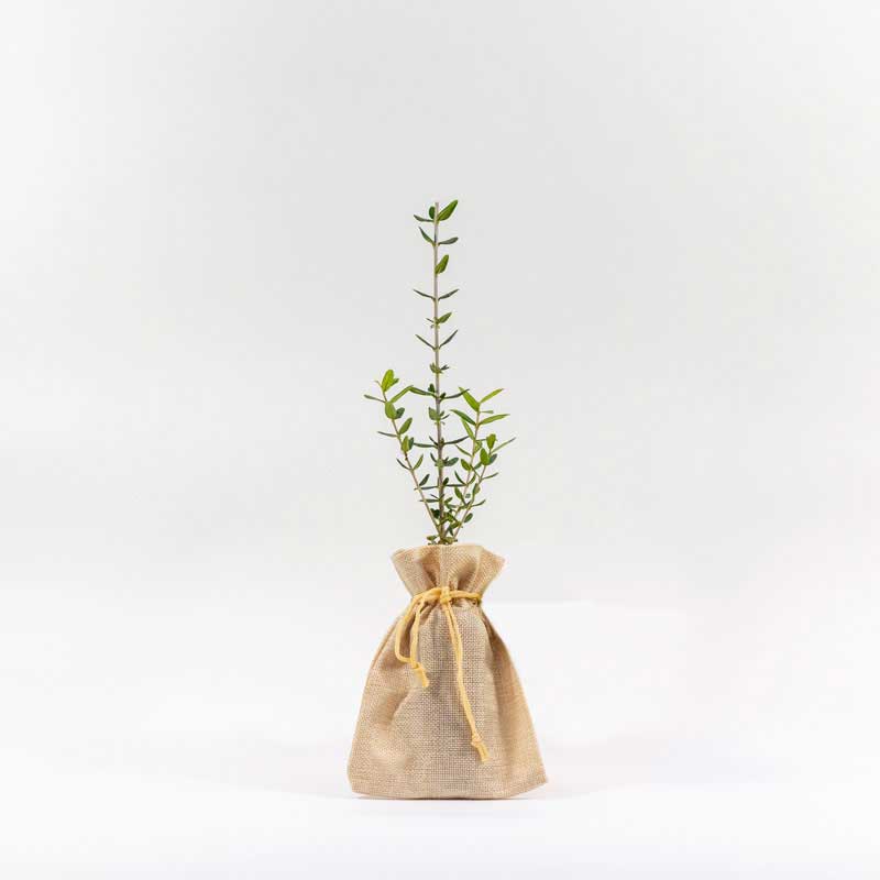 Olea Europaea (Olijfboom) in jute zakje