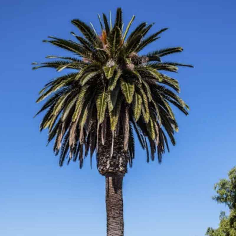 Phoenix Canariensis palmzaden (Canarische dadel palm) | www.drakenbloedboom.com | verse palmzaden te koop