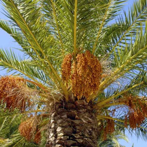 Phoenix Canariensis zaden (Canarische dadel palm) | bloei + zaden | www.drakenbloedboom.com | verse zaden te koop