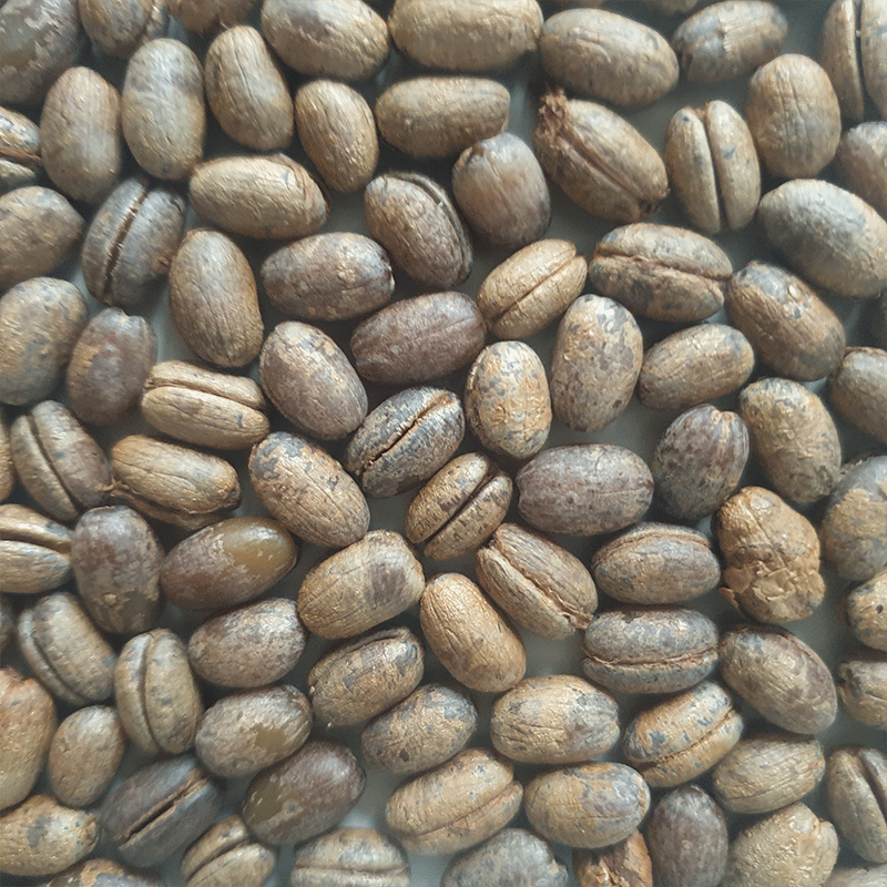 Phoenix Canariensis palmzaden (Canarische dadel palm) | www.drakenbloedboom.com | verse palmzaden te koop