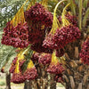 Phoenix Dactylifera | echte dadel palm | dadel / vruchten | www.drakenbloedboom.com | verse zaden te koop
