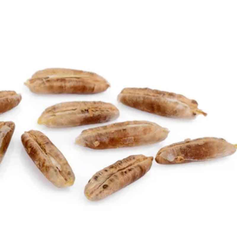 Phoenix Dactylifera | palm zaden | echte dadel palm | www.drakenbloedboom.com | verse palmzaden te koop