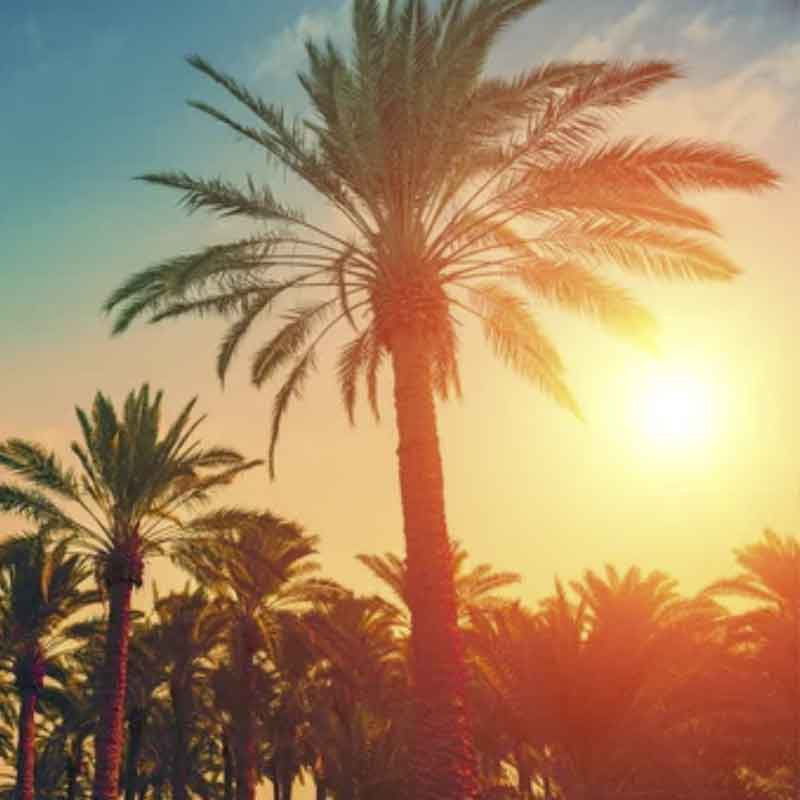 Phoenix Dactylifera | palm zaden | echte dadel palm | www.drakenbloedboom.com | verse palmzaden te koop