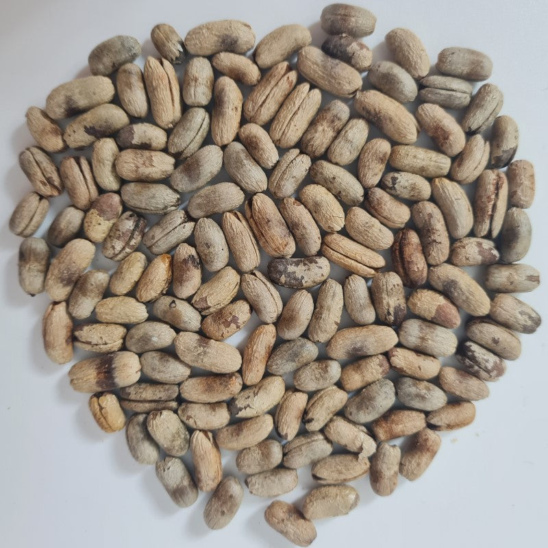 phoenix rupicola | palmboom | palmzaden