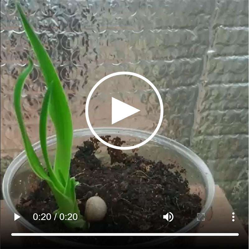 Dracaena draco - Drakenbloedboom 30 - 40 cm - kokosvezel - perliet - drakenbloedboom zaden - kweken - www.drakenbloedboom.com