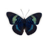 Panacea Regina vlinder | www.drakenbloedboom.com | opgezette insecten en vlinders
