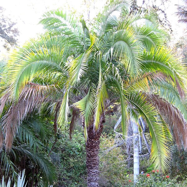   Phoenix Rupicola palmzaden  