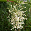 Sabal-minor-dwerg_palm-winterharde palmsoort | bloem | www.drakenbloedboom.com | verse zaden te koop