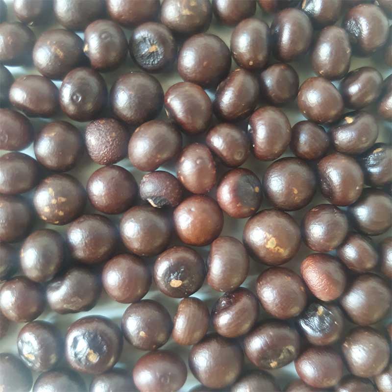 Sabal-minor-dwerg_palm-winterharde palmsoort | palm zaden | www.drakenbloedboom.com | verse palmzaden te koop