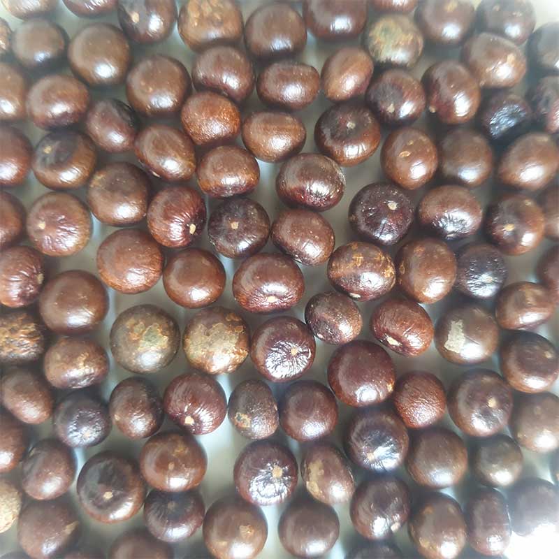 Sabal-palmetto-cabbage-palm-winterharde palmsoort | palmzaden | www.drakenbloedboom.com | verse palmzaden te koop