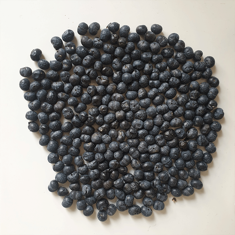 trachycarpus-Wagnerianus_x_Fortunei | winterharde palm | palmzaden | www.drakenbloedboom.com | verse palmzaden te koop