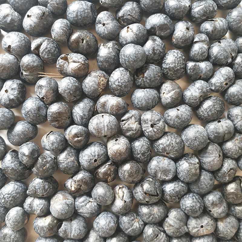 trachycarpus-Wagnerianus_x_Fortunei | winterharde palm | palmzaden | www.drakenbloedboom.com | verse palmzaden te koop