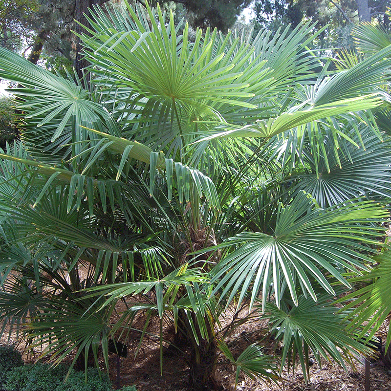 Semillas de palma Trachycarpus Takil (palma Kumaon)