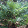Trachycarpus-Takil-palmboom-winterharde palmsoort | www.drakenbloedboom.com | verse zaden te koop