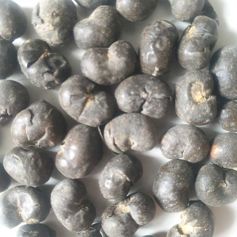 Trachycarpus-Takil-palmboom-winterharde palmsoort | palmzaden |www.drakenbloedboom.com | verse palmzaden te koop