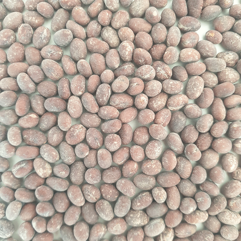 washingtonia filibusta waaierpalm | winterhard | hybride van robusta en filifera | www.drakenbloedboom.com | verse palmzaden te koop